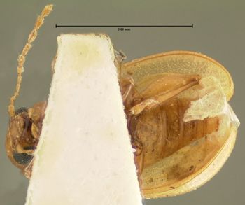 Media type: image;   Entomology 5061 Aspect: habitus ventral view